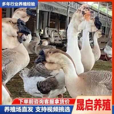 正宗狮头鹅苗活体批发 成年狮头鹅活体养殖 狮头鹅多少钱一只图2