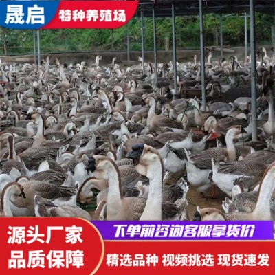 正宗狮头鹅苗活体批发 成年狮头鹅活体养殖 狮头鹅多少钱一只