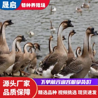 正宗狮头鹅苗活体批发 成年狮头鹅活体养殖 狮头鹅多少钱一只图3