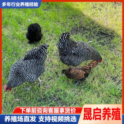 大量供应纯种芦花鸡活体 成年产蛋芦花鸡 脱温芦花鸡苗活体批发图4