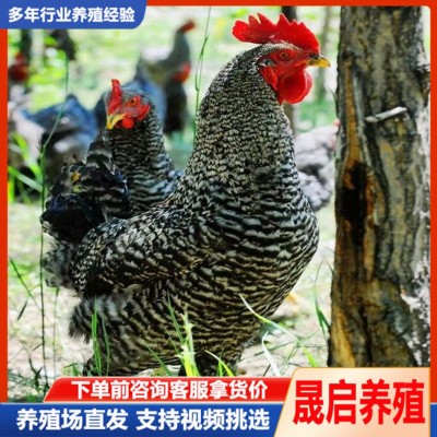 大量供应纯种芦花鸡活体 成年产蛋芦花鸡 脱温芦花鸡苗活体批发图3