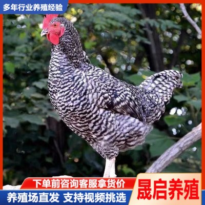 大量供应纯种芦花鸡活体 成年产蛋芦花鸡 脱温芦花鸡苗活体批发图2