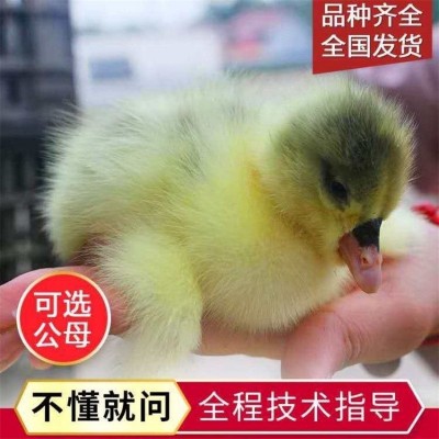 特大纯狮头鹅苗批发活体大种狮头鹅苗活体白沙鹅苗大三花狮头鹅苗