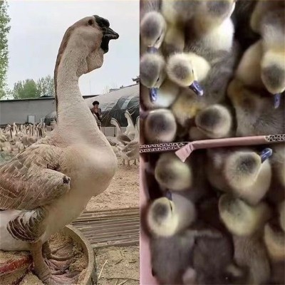 特大纯狮头鹅苗批发活体大种狮头鹅苗活体白沙鹅苗大三花狮头鹅苗图4
