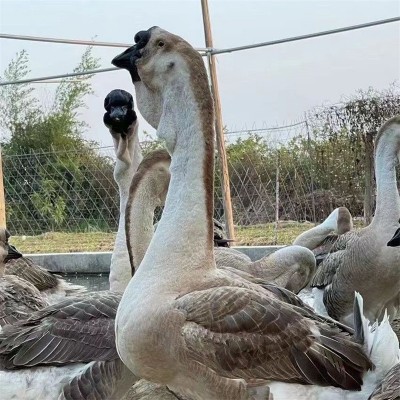 农家散养正宗大三花鹅苗幼苗活体 四季鹅大白鹅合作养殖批发鹅蛋图3