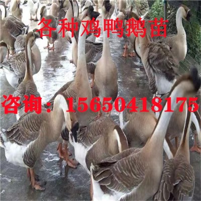 狮头鹅特大纯种狮子头鹅正宗灰狮头鹅活鹅大白鹅产蛋鹅批发小鹅仔图4