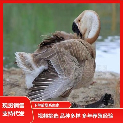 狮头鹅特大纯种狮子头鹅正宗灰狮头鹅活鹅大白鹅产蛋鹅批发小鹅仔