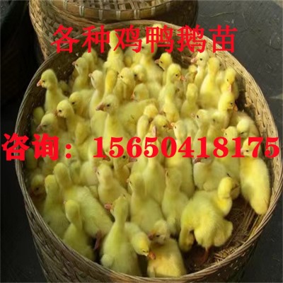 狮头鹅特大纯种狮子头鹅正宗灰狮头鹅活鹅大白鹅产蛋鹅批发小鹅仔图2