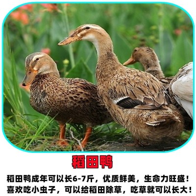 小鸭子批发黑番鸭小苗大种麻鸭仔家养鸭子白番鸭火鸭坦克鸭小鸭仔图3