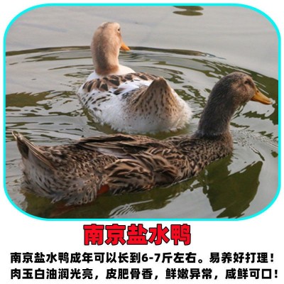 小鸭子批发黑番鸭小苗大种麻鸭仔家养鸭子白番鸭火鸭坦克鸭小鸭仔图2
