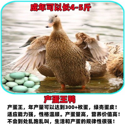 小鸭子批发黑番鸭小苗大种麻鸭仔家养鸭子白番鸭火鸭坦克鸭小鸭仔图4