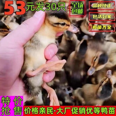 鸭子活物大种麻鸭绿头鸭土鸭家养鸭子番鸭火鸭蛋鸭绿壳鸭出壳幼苗图3