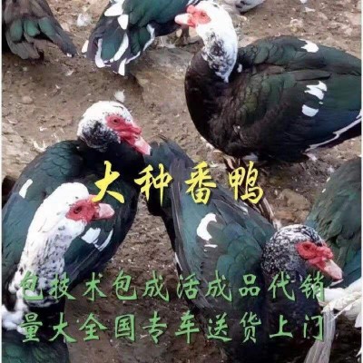 小鸭子活物家养大种麻鸭青头鸭绿头鸭土鸭飞鸭黑番鸭多蛋鸭绿壳鸭图4