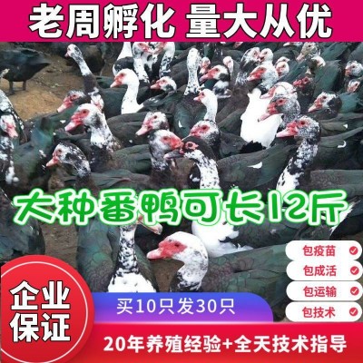 小鸭子活物家养大种麻鸭青头鸭绿头鸭土鸭飞鸭黑番鸭多蛋鸭绿壳鸭