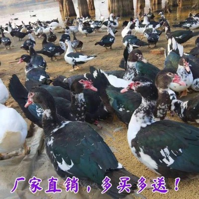 小鸭子活物家养大种麻鸭青头鸭绿头鸭土鸭飞鸭黑番鸭多蛋鸭绿壳鸭图5