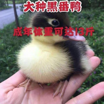 小鸭子活物家养大种麻鸭青头鸭绿头鸭土鸭飞鸭黑番鸭多蛋鸭绿壳鸭图3
