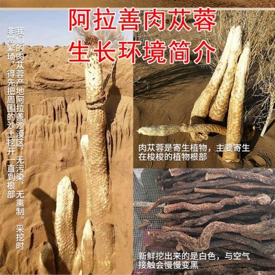 产地直供内蒙古阿拉善荒漠肉苁蓉秋季药食同源整根软大芸大量批发图3