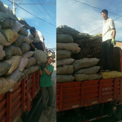 大量批发内蒙古阿拉善大漠金锁阳泡酒泡茶滋补农产品荒漠精选锁阳图3