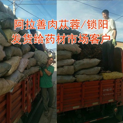批发内蒙产地泡酒熬汤泡茶金锁阳大漠双雄整根精选锁阳6根1斤图4