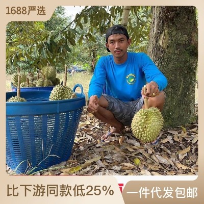 源头供应泰国金枕榴莲催熟食用包邮一件代发 1箱