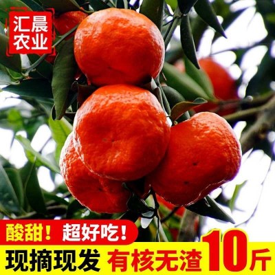 大红袍红桔原产地果园直销皮薄多汁口感酸甜可做陈皮的万县红桔 100斤图4