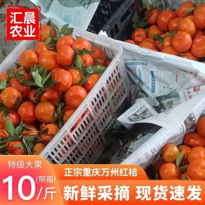 大红袍红桔原产地果园直销皮薄多汁口感酸甜可做陈皮的万县红桔 100斤图3