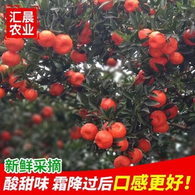 大红袍红桔原产地果园直销皮薄多汁口感酸甜可做陈皮的万县红桔 100斤