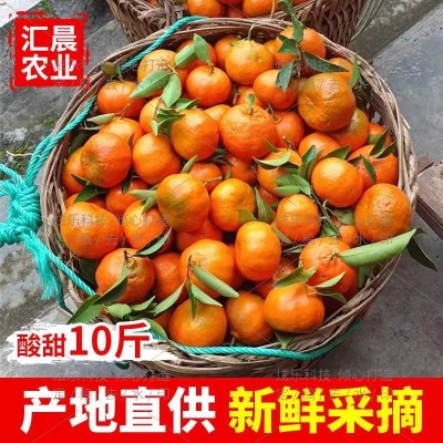 万州古红桔原产地色大红袍个大皮薄口感酸甜是可做陈皮须核可入药 10斤