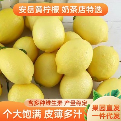 四川安岳黄柠檬水果尤力克皮薄多汁个头饱满清香味酸奶茶店柠檬 5斤