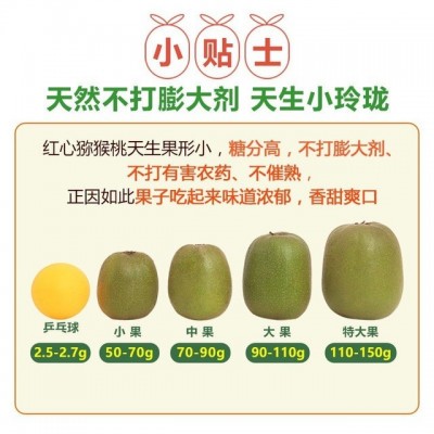 一级果纯甜四川蒲江红心猕猴桃奇异果新鲜当季水果批发代发品质果 2箱图4