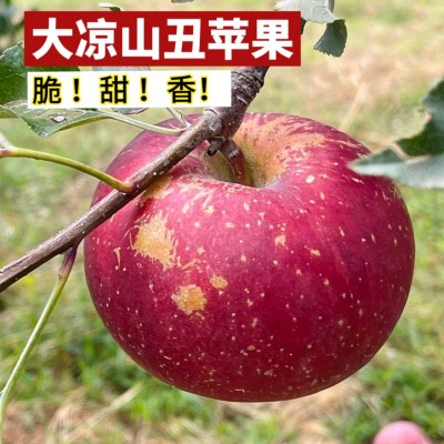 2023年大凉山盐源丑苹果糖心苹果脆甜多汁新鲜采摘脆苹果一件代发 2箱图2