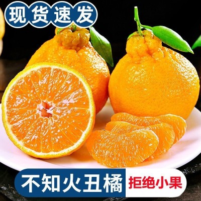 【高山品质果】不知火丑橘四川蒲江当季水果现摘现发 一件代发 2箱