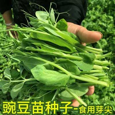 四川豌豆尖种无须豌豆苗种子种籽蔬菜孑芽苗菜田园阳台盆栽 2袋图3