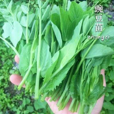 四川豌豆尖种无须豌豆苗种子种籽蔬菜孑芽苗菜田园阳台盆栽 2袋图2