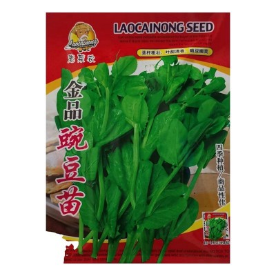 四川豌豆尖种无须豌豆苗种子种籽蔬菜孑芽苗菜田园阳台盆栽 2袋图5