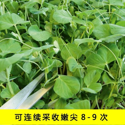 四川豌豆尖种无须豌豆苗种子种籽蔬菜孑芽苗菜田园阳台盆栽 2袋图4