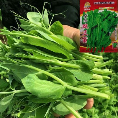 四川豌豆尖种无须豌豆苗种子种籽蔬菜孑芽苗菜田园阳台盆栽 2袋