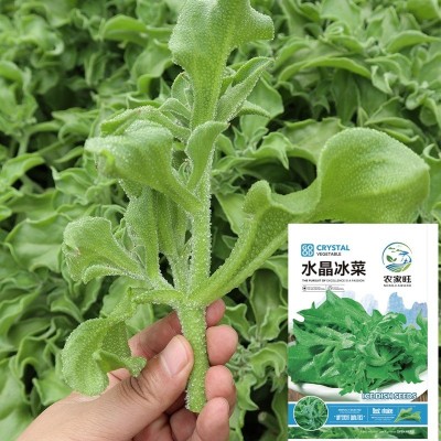 批发水晶冰菜种子庭院盆栽冰草冰柱子室外种植四季蔬菜种子 2袋