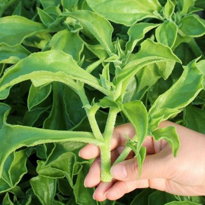 批发水晶冰菜种子庭院盆栽冰草冰柱子室外种植四季蔬菜种子 2袋图2