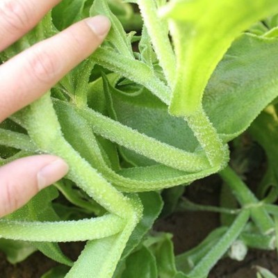 批发水晶冰菜种子庭院盆栽冰草冰柱子室外种植四季蔬菜种子 2袋图4