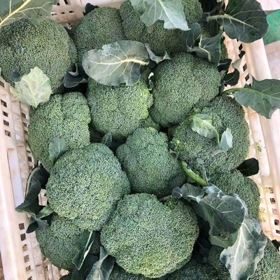 西兰花种子秋冬四季盆栽青花菜籽花椰菜西蓝花甘蓝蔬菜种子公司 2袋图2