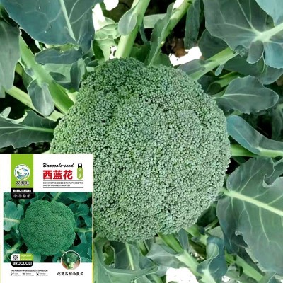 西兰花种子秋冬四季盆栽青花菜籽花椰菜西蓝花甘蓝蔬菜种子公司 2袋