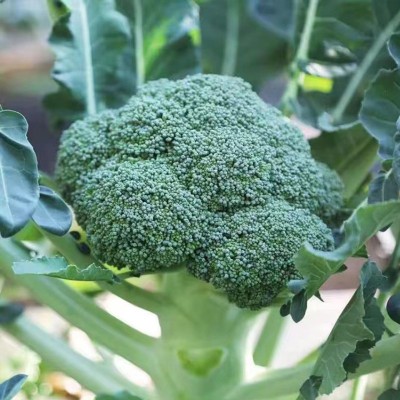 西兰花种子秋冬四季盆栽青花菜籽花椰菜西蓝花甘蓝蔬菜种子公司 2袋图3