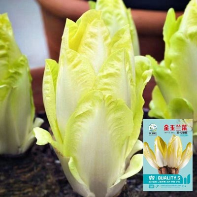 金玉兰菜种子菊苣菜欧洲王子菜营养软化菊苣多年生四季蔬菜种籽苗 2袋
