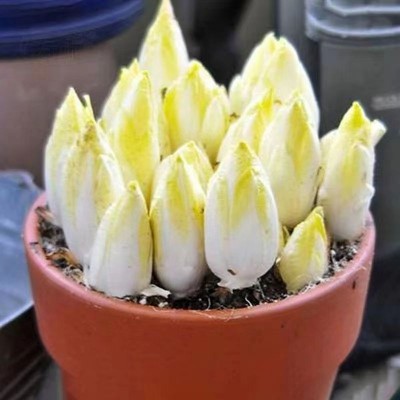 金玉兰菜种子菊苣菜欧洲王子菜营养软化菊苣多年生四季蔬菜种籽苗 2袋图4