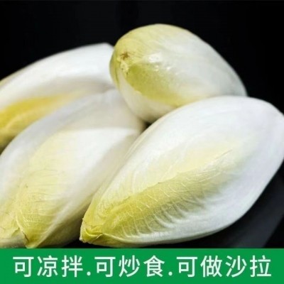 金玉兰菜种子菊苣菜欧洲王子菜营养软化菊苣多年生四季蔬菜种籽苗 2袋图3