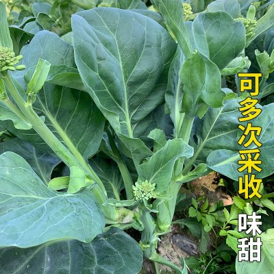 蔬菜种子批发宝宝芥兰种子中花多次采收高档芥蓝种籽四季 2袋图2