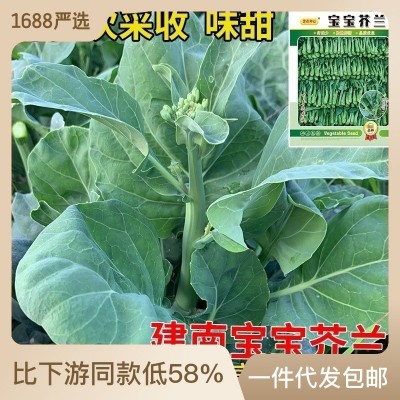 蔬菜种子批发宝宝芥兰种子中花多次采收高档芥蓝种籽四季 2袋