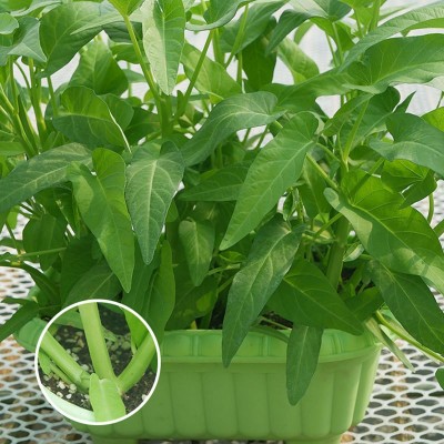 空心菜种子厂家直销批发三叉高产通心菜种籽四季耐热夏季小青菜种 2袋图3