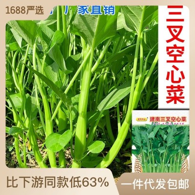 空心菜种子厂家直销批发三叉高产通心菜种籽四季耐热夏季小青菜种 2袋